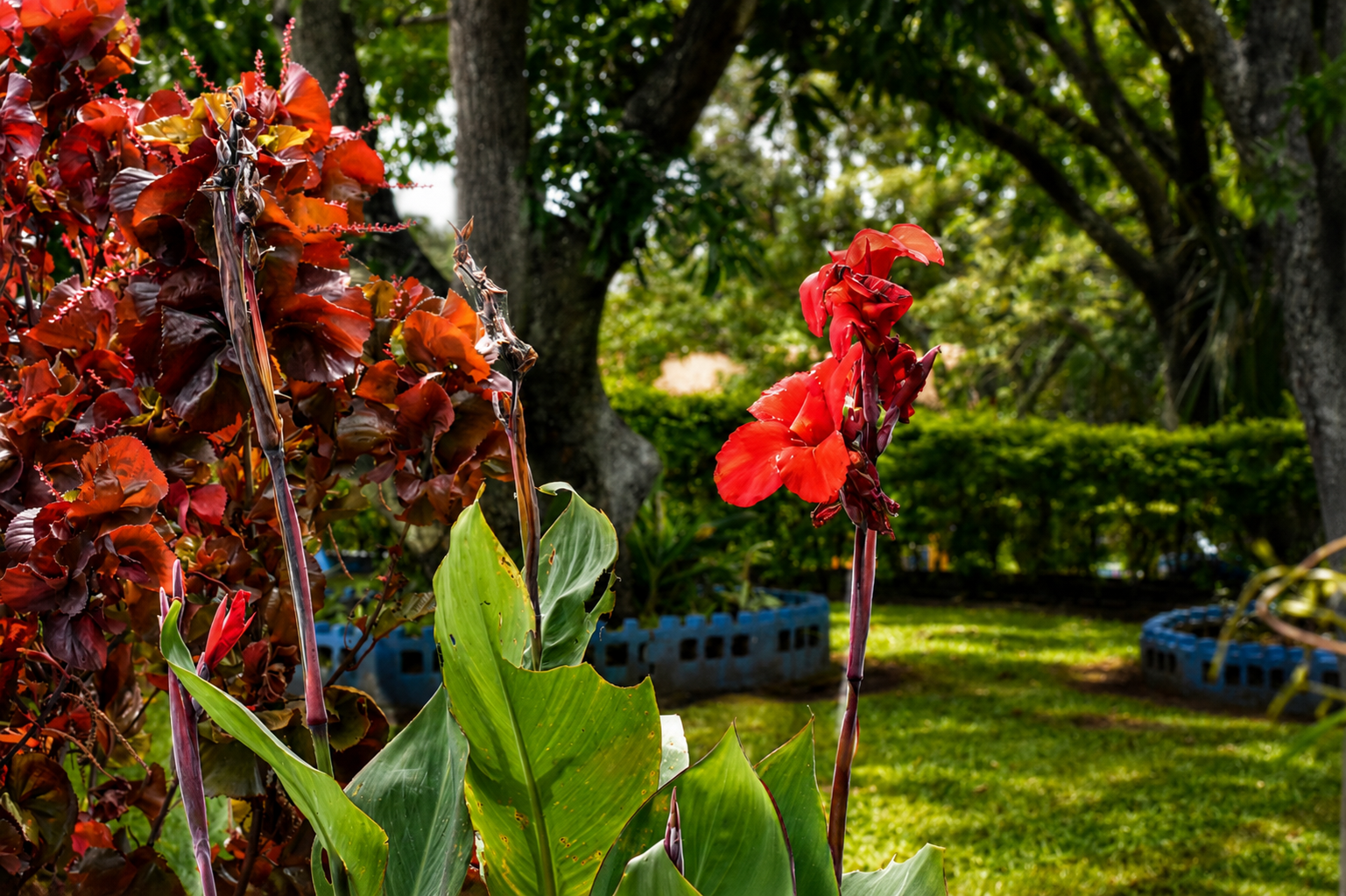 Jardín - imagen 2